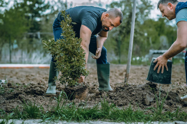 Best Lawn Grading and Leveling  in Smethport, PA