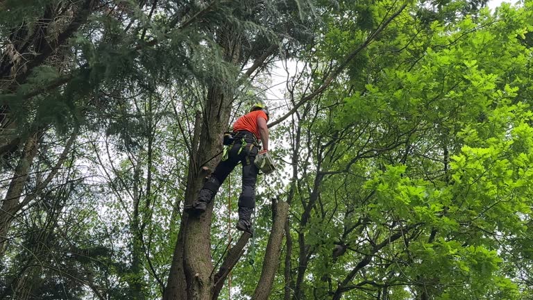 Best Leaf Removal  in Smethport, PA